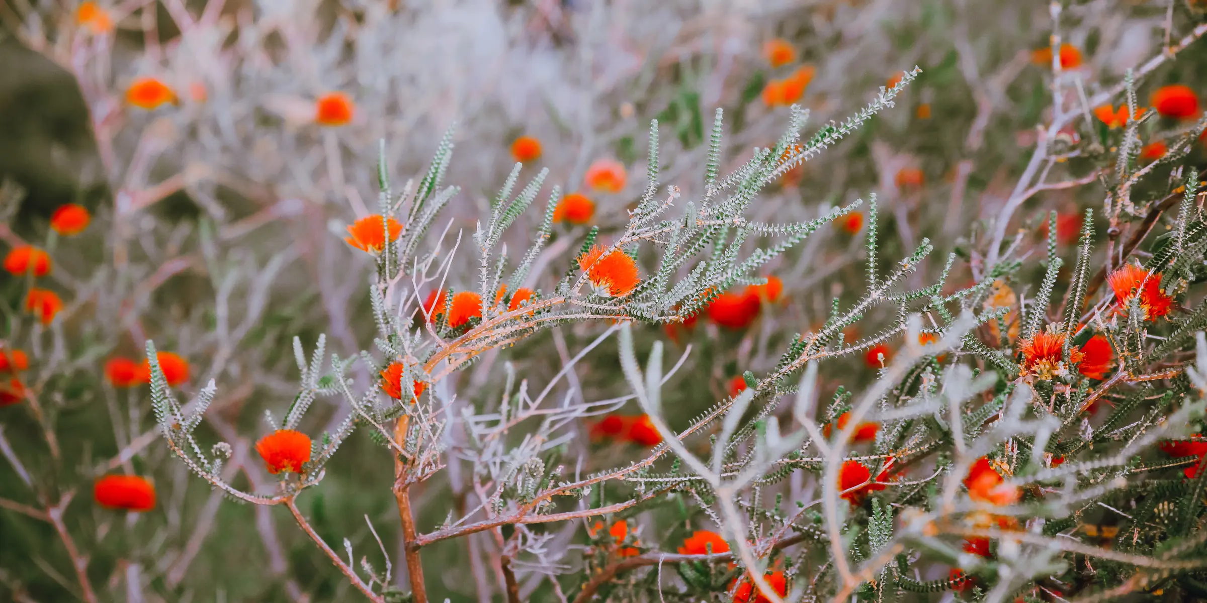 Orange native flowers among silver-grey bush