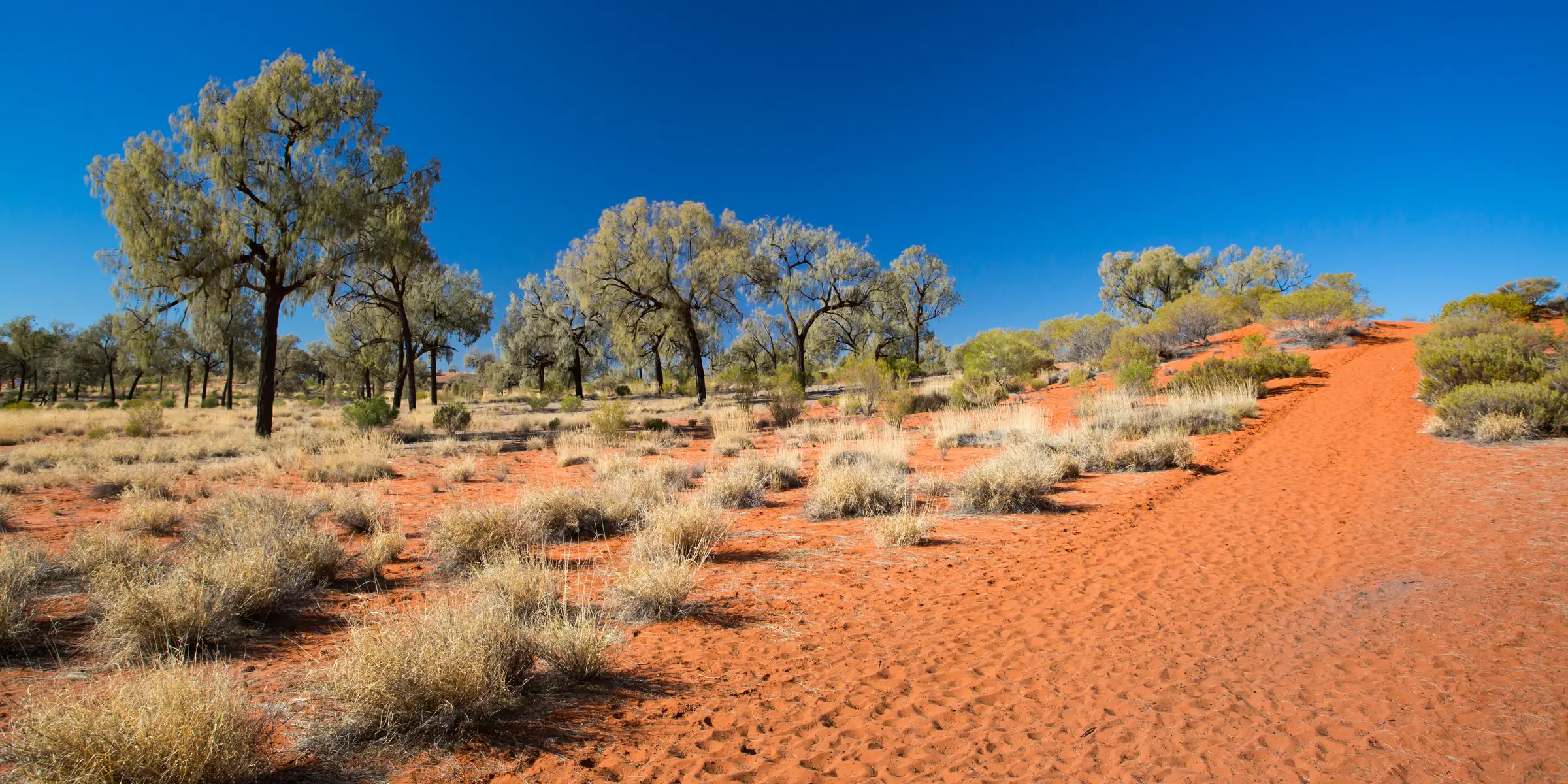 Desert oaks and spinifex on red sand under a deep blue sky